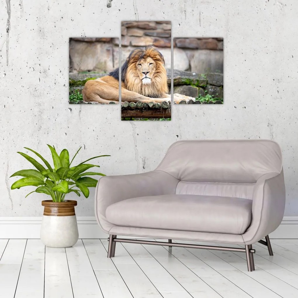 Tablou cu leu (90x60 cm)