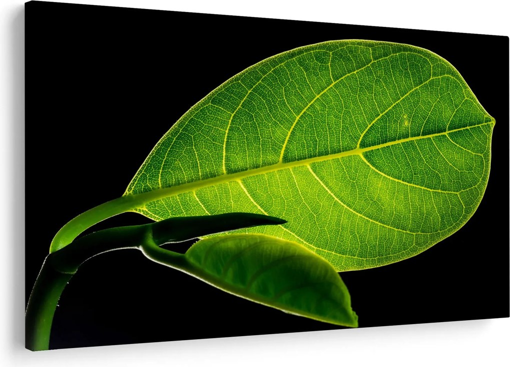Tablou - frunză verde (90x60 cm)