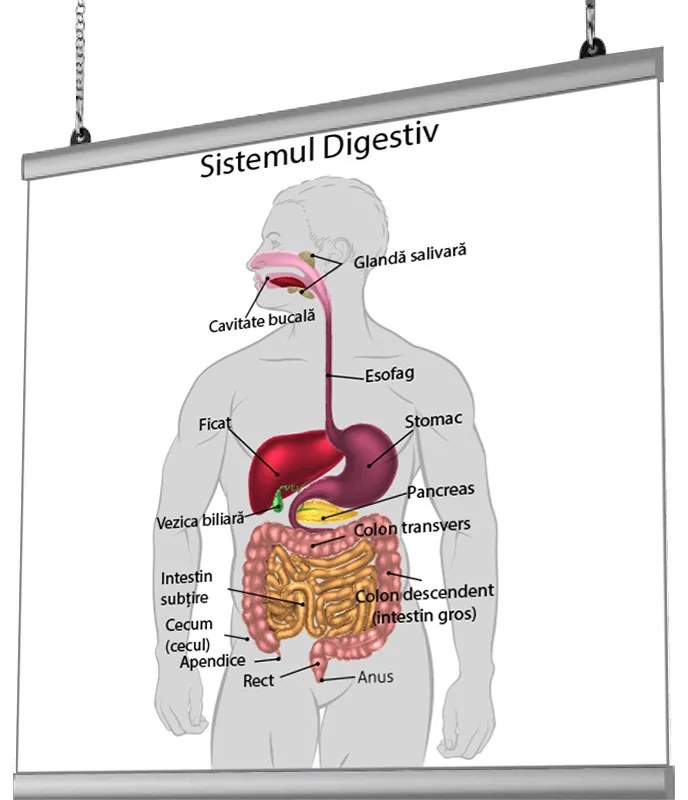 Plansa Sistem Digestiv cu sistem de prindere