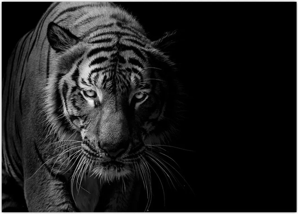 Tablou - Tigru sălbatic (70x50 cm)