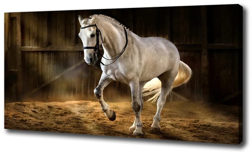 Imprimare tablou canvas Cal alb în grajd