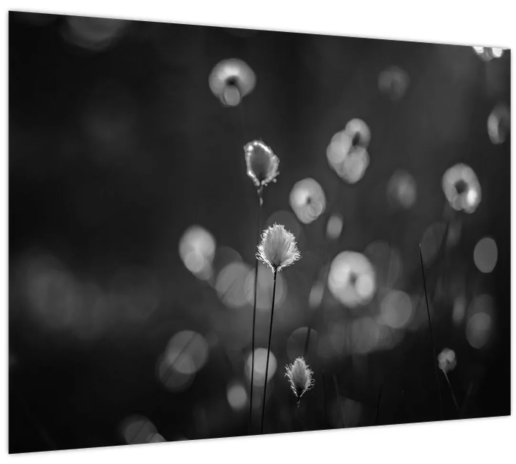 Tablou pe sticlă - Iarba de bumbac în pajiște (70x50 cm)