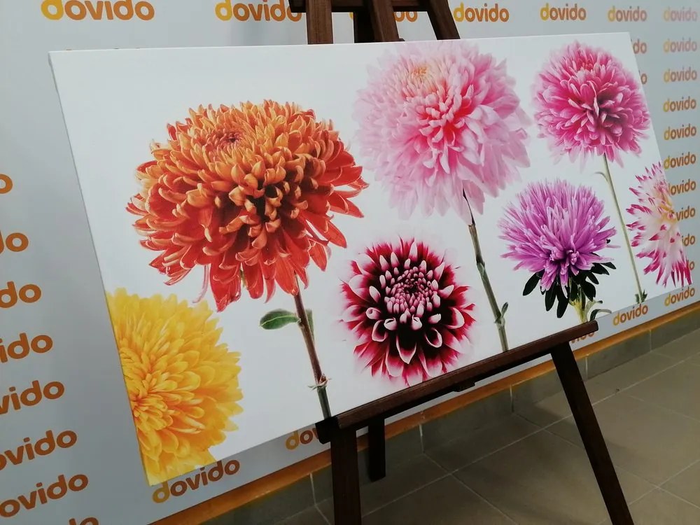 Tablou flori de dalia într-un design divers