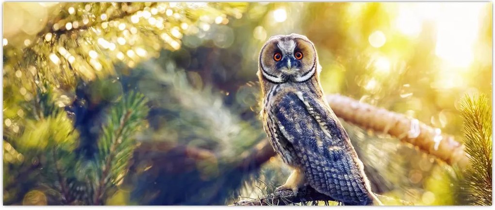 Tablou - Bufniță în copac (120x50 cm)