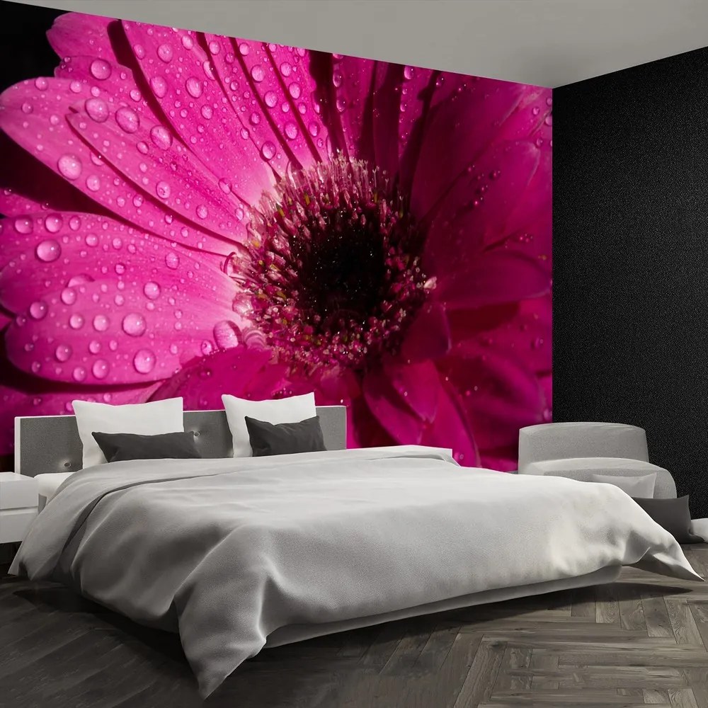 Fototapet Purple Gerbera
