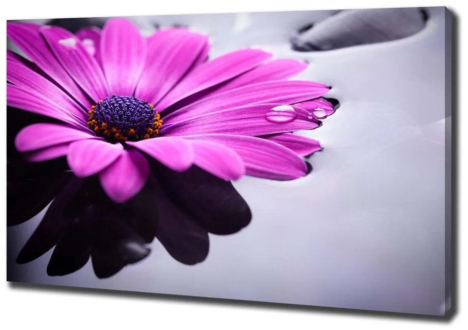 Print pe pânză Gerbera