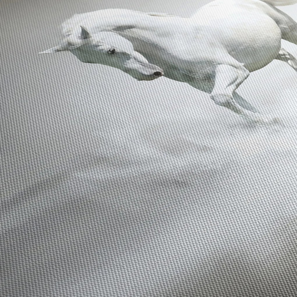 Tablou - Cal alb (90x60 cm)