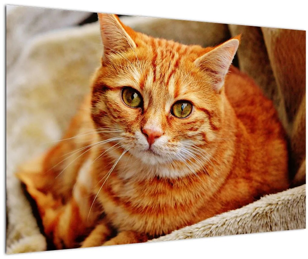 Tablou - Pisica tolenită (90x60 cm)