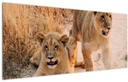 Tablou cu pui de leu (120x50 cm)