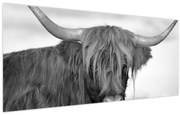 Tablou - Vacă scoțiană 2,alb-negru (120x50 cm)