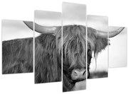 Tablou - Vacă scoțiană 2,alb-negru (150x105 cm)
