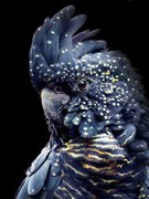 Fotografie Black Parrot, Lola Peacock