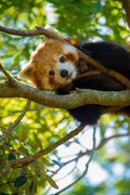 Fotografie Red Panda, NoodlePix