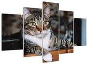 Tablou cu pisica (150x105 cm)