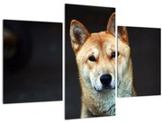 Tablou cu câine (90x60 cm)