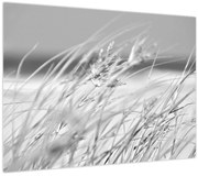 Tablou pe sticlă - Iarbă de plajă (70x50 cm)
