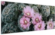 Tablou floare de cactus (120x50 cm), în 40 de alte dimensiuni noi