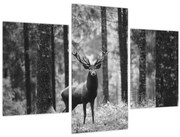 Tablou - Căprioare in pădure 2,alb-negru (90x60 cm)