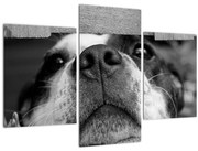 Tablou cu câine (90x60 cm)