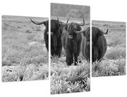 Tablou - Vaci scoțiene (90x60 cm)