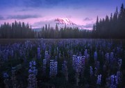 Fotografie Adam's Lupine, Atanu Bandyopadhyay