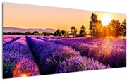 Tablou cu câmp de lavanda (120x50 cm), în 40 de alte dimensiuni noi