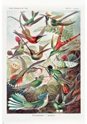 Poster Ernst Haeckel - Kolibris