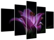 Tablou crinul (150x105 cm)