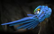 Fotografie Blue parrot, Abbas Ali Amir