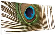 Tablou cu pene de păun (120x50 cm)