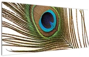 Tablou cu pene de păun (120x50 cm)
