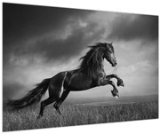 Tablou - Cal alb și negru (90x60 cm)