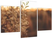 Tablou - Iarba înflorită (90x60 cm)