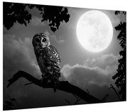 Tablou cu bufnița nocturnă (70x50 cm), în 40 de alte dimensiuni noi