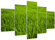 Tablou cu iaraba (150x105 cm)