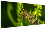Tablou cu omide (120x50 cm)