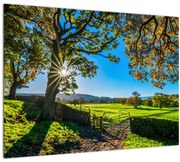 Tablou pe sticlă Privire la câmp (70x50 cm)