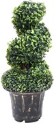 vidaXL Plantă artificială de cimișir cu ghiveci, verde, 59 cm, spirală