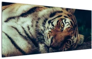 Tablou - Tigrul Siberian (120x50 cm)