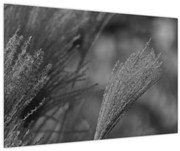 Tablou - Iarbă de pampas uscată (90x60 cm)