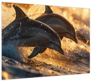 Tablou - Delfinii (70x50 cm)