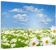Tablou pe sticlă cu luncă înflorită cu margarete (70x50 cm)