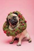 Fotografie Cute Tan Coloured Pug Wearing a Christmas Wreath, ClarkandCompany