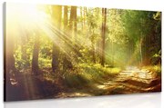 Tablou raze de soare în pădure