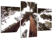 Tablou - Privire prin vârfurile copacilor (90x60 cm)