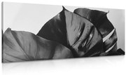 Tablou frunză de Philodendron alb-negru