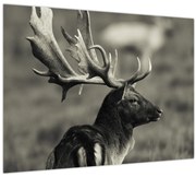 Tablou pe sticlă - Cerb (70x50 cm)