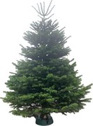 Brad natural de Craciun nordmann TOP PREMIUM 250-300 cm