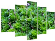 Tablou - Aloe (150x105 cm)