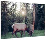 Tablou pe sticlă - Elan în poiană (70x50 cm)